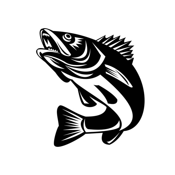 Illustration en noir et blanc d'un doré jaune (Sander vitreus, anciennement Stizostedion vitreum), un poisson perciforme d'eau douce sautant sur un fond isolé fait dans un style rétro
.  - Vecteur, image