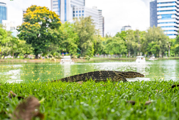 Monitorear lagarto en Lumpini Park, Bangkok. Asiático, peligroso
. - Foto, Imagen