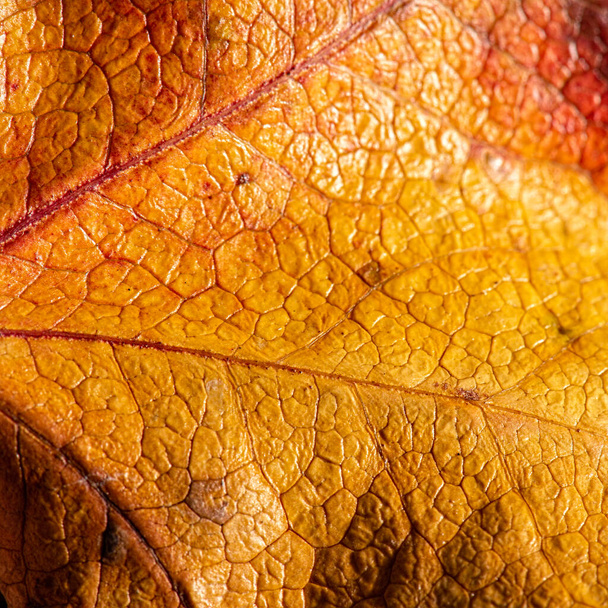 Detailed closeup of a real macro leaf texture - Photo, Image