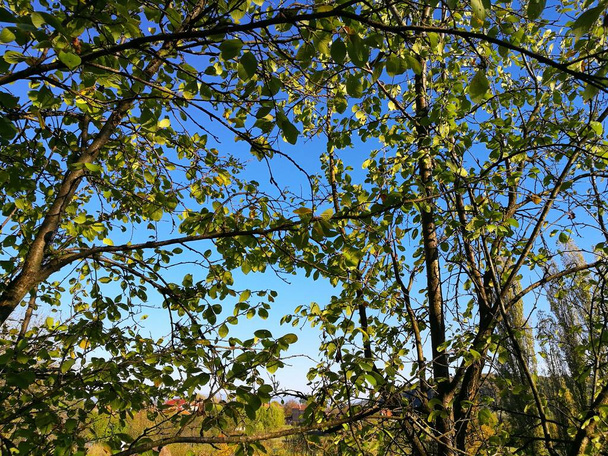Větve ovocných stromů ve smíšeném sadu na začátku října, a krásné modré nebe v pozadí - Fotografie, Obrázek