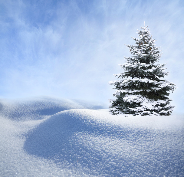karácsonyfa hóban - Fotó, kép