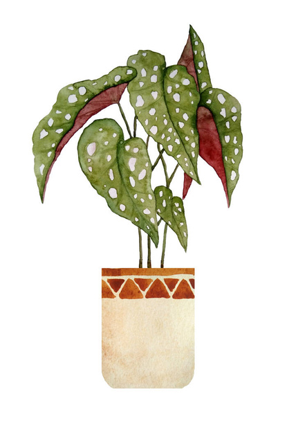 watercolor hand drawn illustration of begonia potted plant with green spotted leaves leaf white dots blotches on white isolated background.Brown clay terra cotta pots interior design nature lovers - Photo, Image