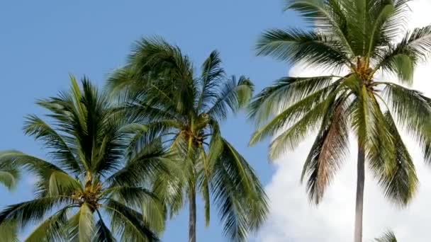 Palm Trees on Sky with White Clouds Background - Footage, Video