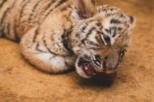 Photo of a tiger cub with ajar mouth - Фото, изображение