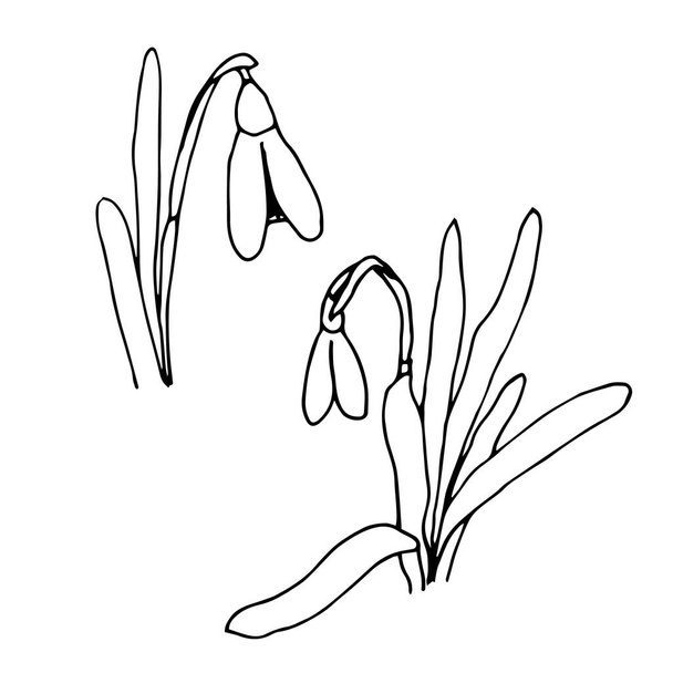 Schneeglöckchen Frühlingsblumen schwarz-weiße Vektorillustration. Galantus nivalis und handgezeichnete Federschrift. Vektor-Illustration isoliert auf weißem Hintergrund. - Vektor, Bild