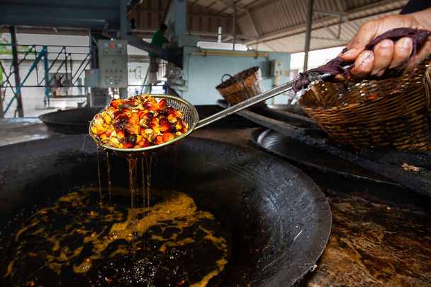 地元の工場でパーム油生産のためのオイルパームフルーツを沸騰させます。バイオ燃料の概念. - 写真・画像