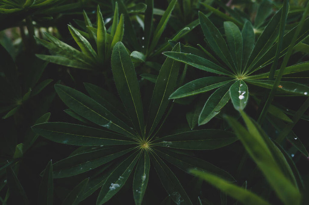 textura de la planta con gotas de agua en las hojas de primer plano para el fondo y la postal, concepto de belleza de la naturaleza
 - Foto, imagen