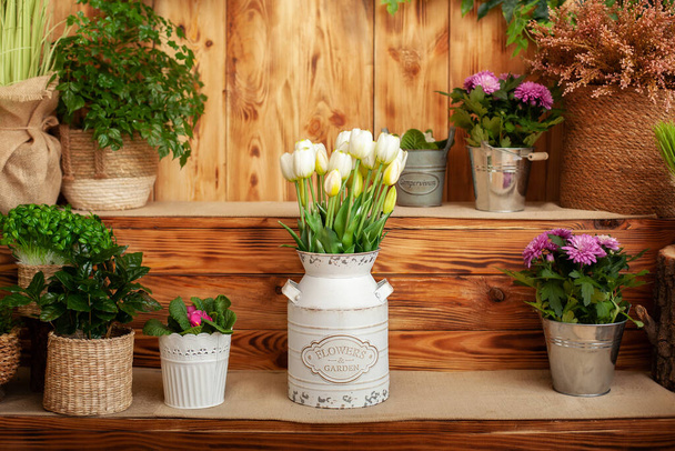 Ramo de flores tulipanes blancos en una cesta. interior del patio de primavera. Terraza rústica. Primer plano de macetas con plantas. plantas jóvenes que crecen en el jardín. Decoración de primavera, tulipanes en cesta. planta de café - Foto, Imagen