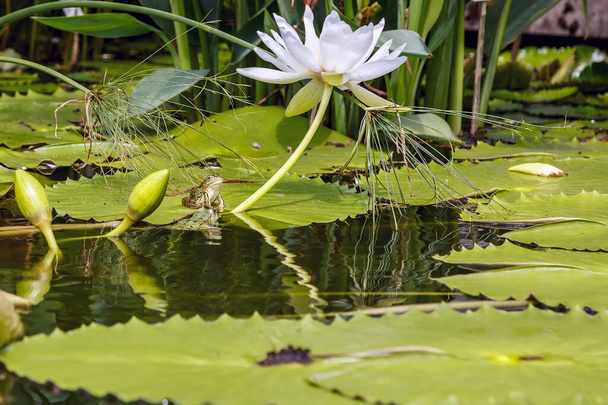 Two frogs, one on a lotus leaf - Photo, Image