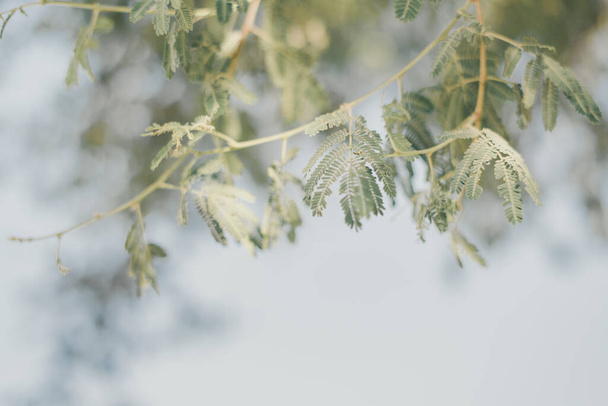 Background with acacia leaves. Tree branch in a sunny day - Foto, Imagem