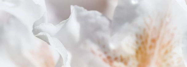 Koncepcja botaniczna - miękkie ognisko, abstrakcyjne tło kwiatowe, białe płatki kwiatów rododendronu. Makro kwiaty tło dla wakacyjnego projektu marki - Zdjęcie, obraz