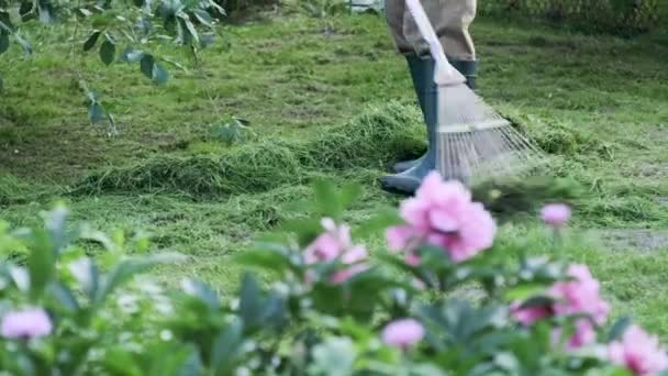 Zahradník úklid zeleného trávníku a hrabání hrábě čerstvě posekané trávy v zahradě - Záběry, video