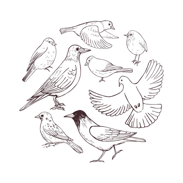 Kézzel rajzolt madarak. Vektorvázlat illusztráció. - Vektor, kép