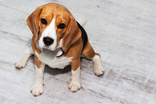 lihava beagle-koira istuu lattialla ja odottaa ruokaa
 - Valokuva, kuva