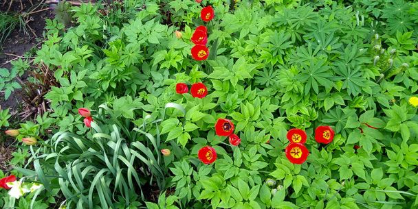 Tulipanes con pétalos de color rojo brillante y corazón negro. Las flores están dispuestas sobre un fondo de hojas verdes. La vista desde arriba
 - Foto, Imagen