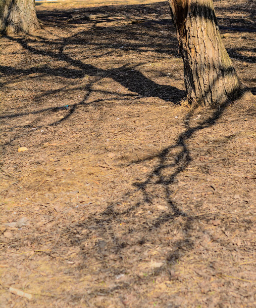 Sombras de árvores no chão
 - Foto, Imagem