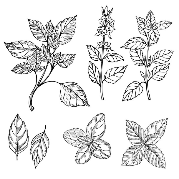  Hand drawn spicy herbs. Basil. Vector sketch  illustration. - Vecteur, image