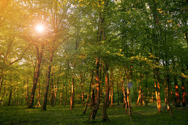Zonsondergang in een sprookjesbos. Zonsondergang zonnestralen breken door de bladeren van bomen. - Foto, afbeelding