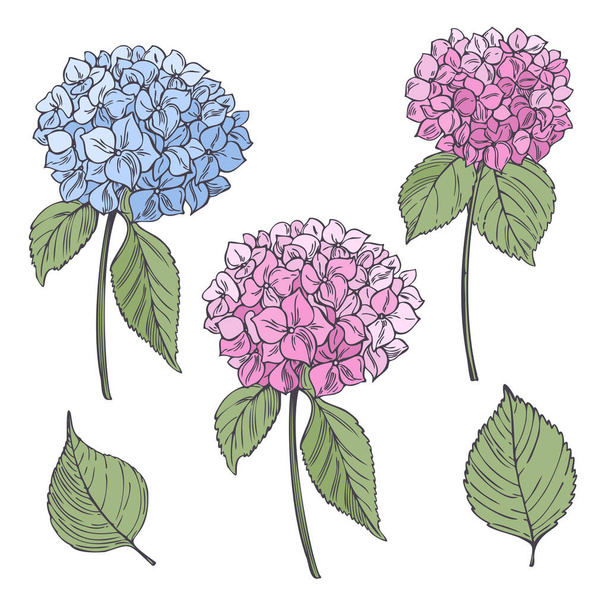 Ręcznie rysowane kwiaty ogrodowe na białym tle. Hidrangea. Ilustracja szkicu wektora. - Wektor, obraz