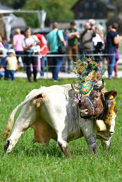 儀式の秋の牛のドライブ,ゴサウの谷に山の牧草地から(ザルツカンマーグート,オーストリア) - 写真・画像