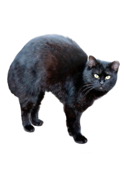 Black Cat - Foto, afbeelding