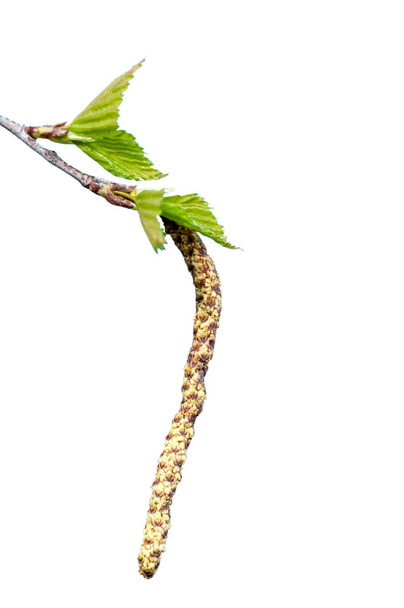 νέος κλάδος της σημύδας, με τα μπουμπούκια και τα φύλλα - Φωτογραφία, εικόνα