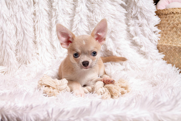 Симпатичный щенок чихуахуа собака играет на ковре гостиной и смотрит на камеру на белом фоне
 - Фото, изображение