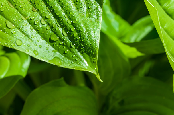 background of the water drops on a green leaf - Photo, Image