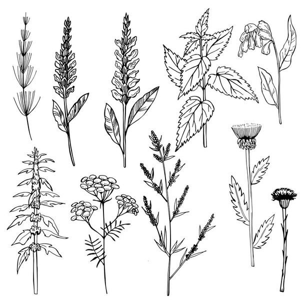 Hand drawn medicinal herbs.Vector sketch  illustration. - Vector, Image