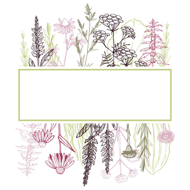 Hand drawn medicinal herbs. Vector frame - Vector, Image