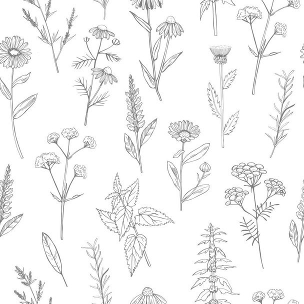 Hand drawn medicinal herbs. Vector seamless pattern - Vektör, Görsel