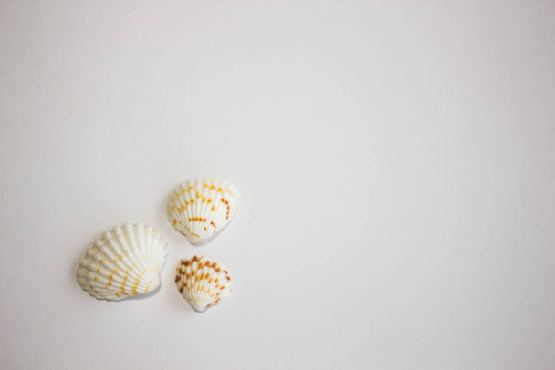seashells from the sea on a white background - Φωτογραφία, εικόνα