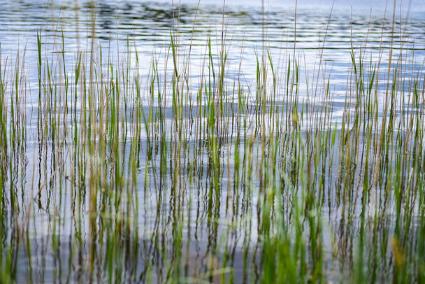 Groene grasspruiten in het meer. - Foto, afbeelding