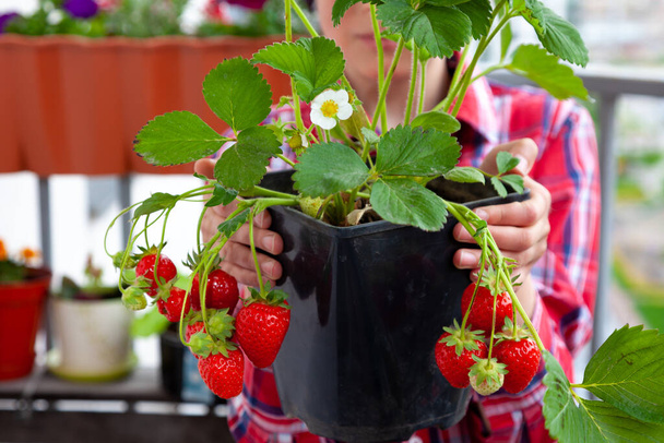 Grow strawberries at home on the balcony in pots. Strawberry bush with berries to hold in hands. Gardening, farming. Harvest strawberries. Leaves, fruits and flowers of a berry. Kid Farmer. Hobby - Photo, Image