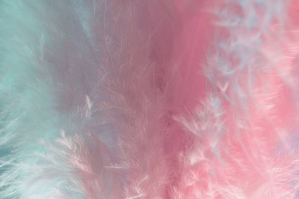Fondo de plumas de textura exótica de cerca. Patrón de plumas rosa y aguamarina para su diseño. Macro fotografía vista. - Foto, Imagen
