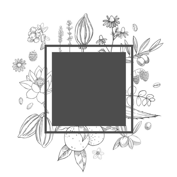  Plants for natural cosmetics. Organic cosmetics background. Vector  frame with hand drawn plants - Vektori, kuva