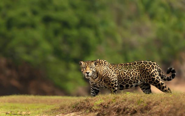 Gros plan d'une Jaguar marchant sur une rive, Pantanal Sud, Brésil. - Photo, image