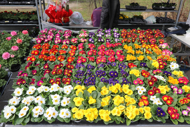 bancarella con molte primule fiori - primula vulgaris - di vari colori in vaso nel mercato dei fiori del Nord Europa
 - Foto, immagini