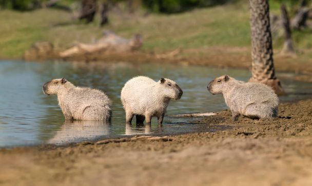 Grupo de Capibaras en la orilla de un río, Pantanal Sur, Brasil. - Foto, imagen