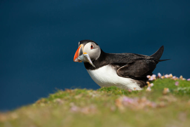 Close up of Atlantic puffin with the beak full of sand eels against blue background, Scotland, UK. - Photo, Image