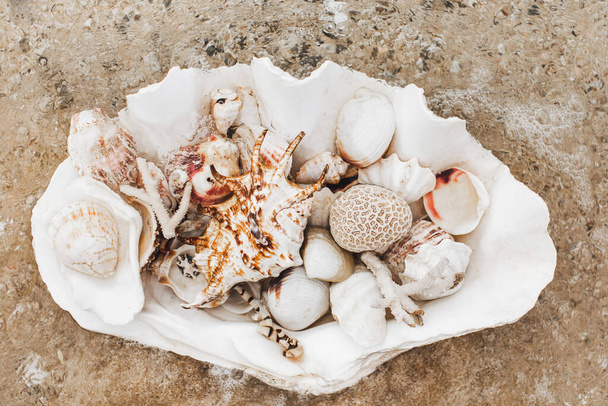 Huge tridacna with many different ocean seashells and coral on beach. Vacation concept and tropical travel background. - Photo, Image