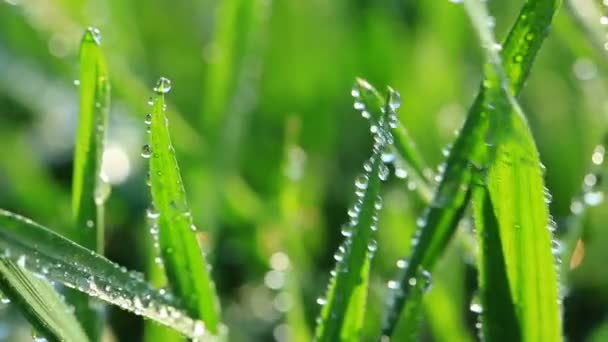 čerstvá zelená tráva s kapkami rosy  - Záběry, video