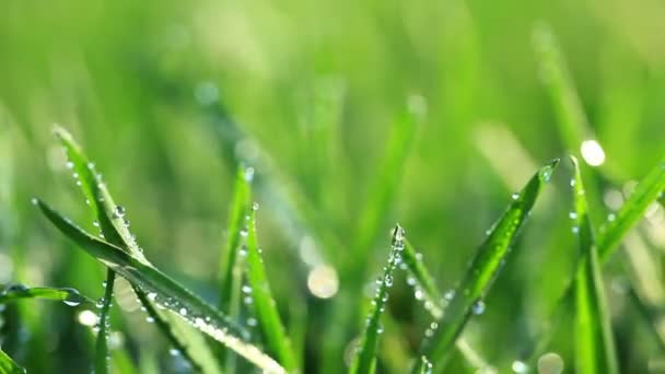 świeża zielona trawa z kroplami rosy  - Materiał filmowy, wideo