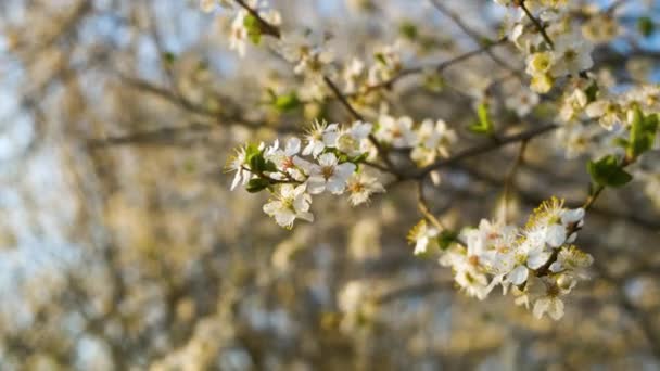 İlkbaharın başlarında bir ağaç dalında açan taze beyaz çiçekleri kapat.. - Video, Çekim