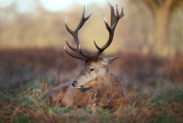 Sonbaharda İngiltere 'de çimlerin üzerinde uzanan kırmızı bir geyik geyiğinin yakın çekimi. - Fotoğraf, Görsel
