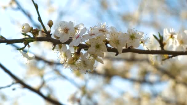 Sluiten van verse witte bloeiende bloemen op een boom takken in het vroege voorjaar. - Video