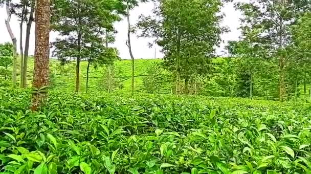 Widok na plantacje zielonej herbaty. Azjatyckie uprawy ekologiczne, sadzenie herbaty. Piękne rzędy krzewów herbaty, Tło plantacji herbaty, plantacji w ciągu dnia - Materiał filmowy, wideo
