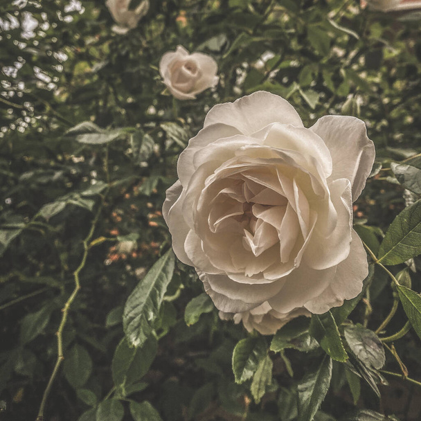Gros plan sur une rose blanche vintage filtrée
 - Photo, image