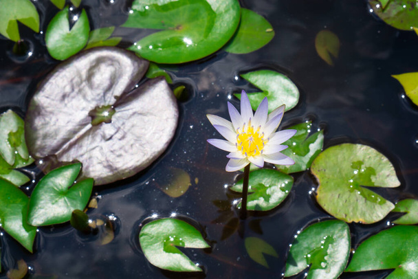 Bílé růžové lotosové květy na zelených listech ve vodě - Fotografie, Obrázek