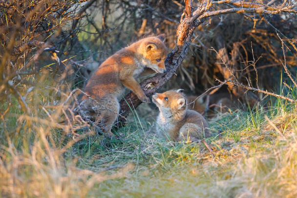 Два диких червоних лисиць дитинчат
 - Фото, зображення